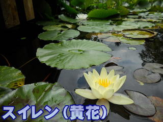 睡蓮