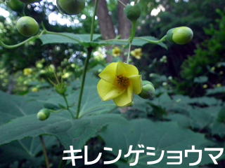 キレンゲショウマ