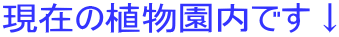O[v
